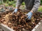 Folhas secas espalhadas sobre o solo podem fazer mais pelo jardim do que simplesmente esconder a terra entre uma planta e outra