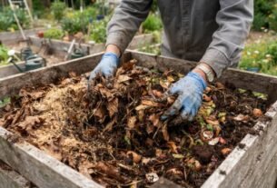 Folhas secas espalhadas sobre o solo podem fazer mais pelo jardim do que simplesmente esconder a terra entre uma planta e outra