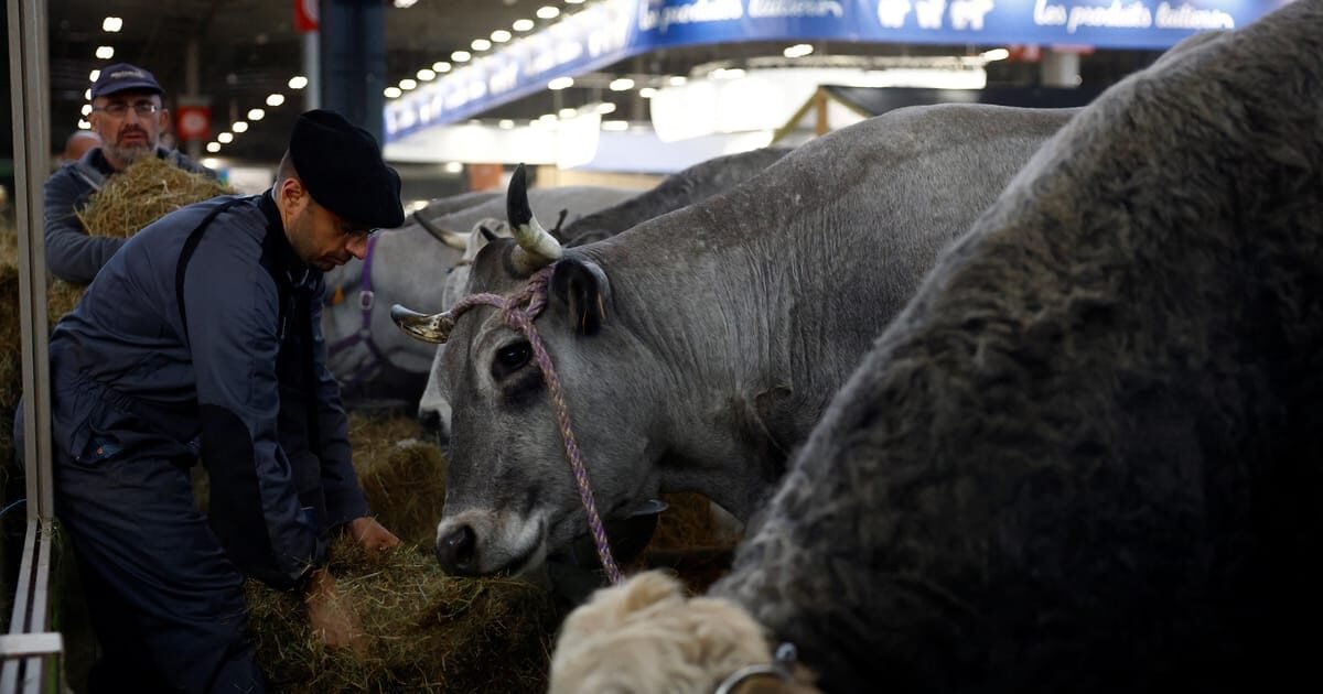 França registra primeiro caso humano do vírus Shamonda que afeta animais de criação