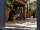 Gato pula o muro e se esconde no quintal vizinho, tutor pede para entrar e ouve que só poderá recuperar o animal quando o proprietário voltar de viagem