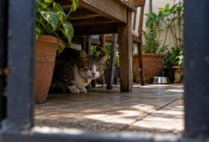 Gato pula o muro e se esconde no quintal vizinho, tutor pede para entrar e ouve que só poderá recuperar o animal quando o proprietário voltar de viagem