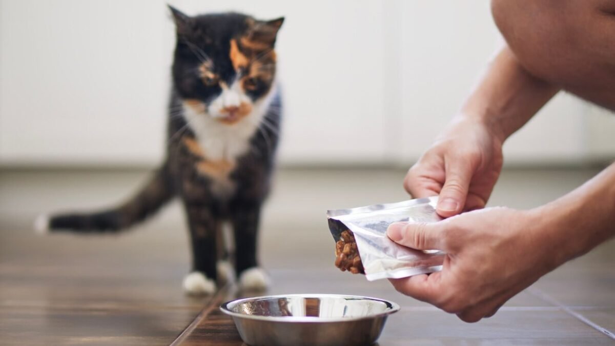 Goma xantana nos sachês para cães e gatos: devemos nos preocupar?