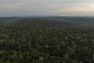Google e McKinsey fecham acordo para comprar crédito de remoção de carbono na amazônia