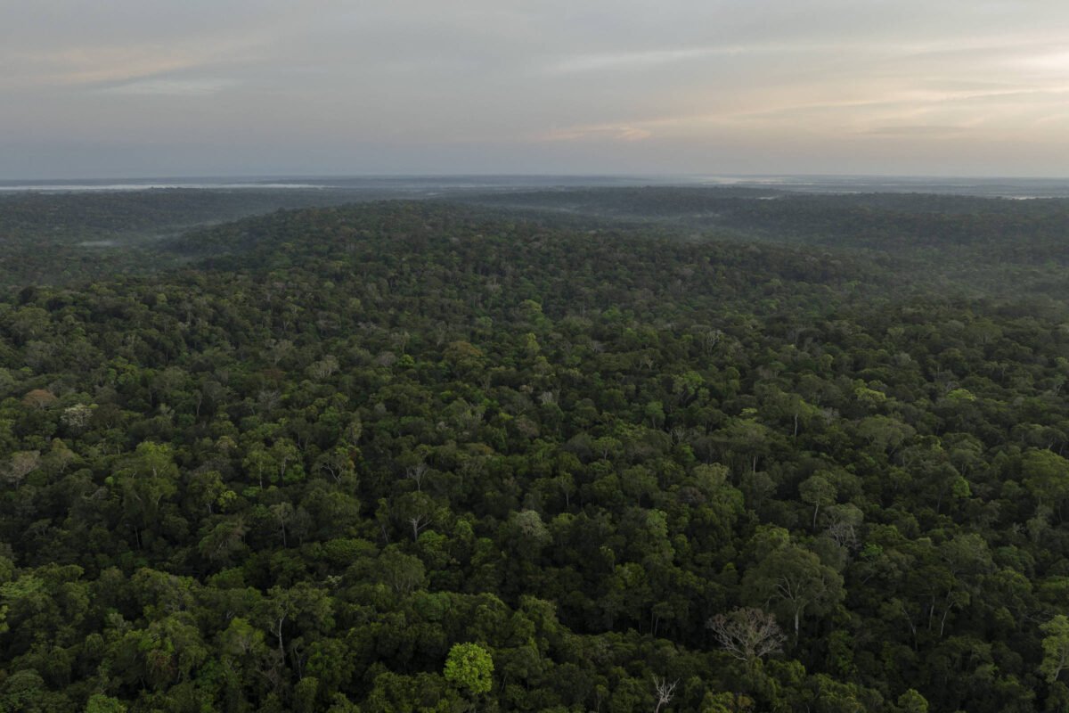 Google e McKinsey fecham acordo para comprar crédito de remoção de carbono na amazônia