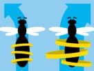 Honeybees deemphasize potential ‘misinformation’ in their waggle dances