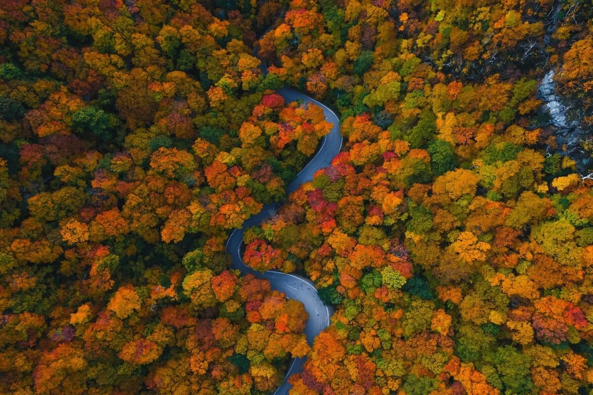 How a year of extreme weather and a ‘Super El Niño’ will affect fall foliage