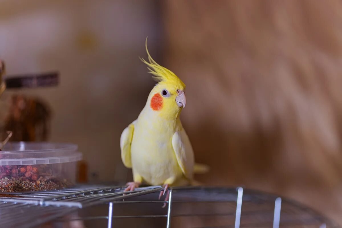 How birds can quietly spread a severe form of pneumonia