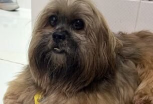 Influenciadora de Joinville (SC) é investigada por atirar em portão para conter latidos de cão