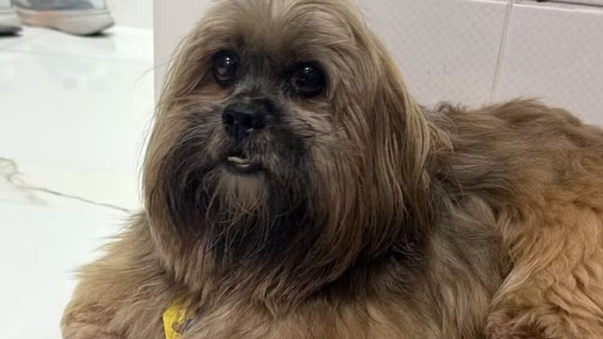 Influenciadora de Joinville (SC) é investigada por atirar em portão para conter latidos de cão