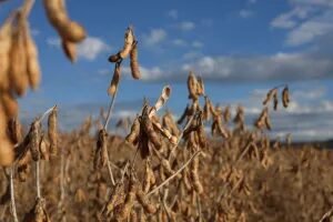 Inmet prevê El Niño mais intenso em novembro e lista riscos para a agricultura
