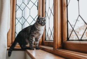 Justiça da Colômbia garante proteção a gatos em prédios e reconhece direitos animais nas cidades