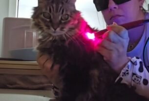 Laserterapia na Medicina Veterinária: entre a promessa e a evidência