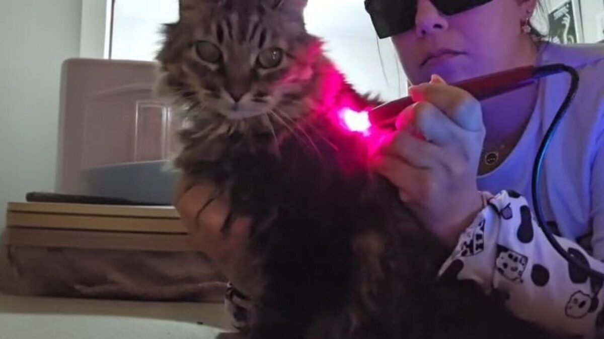 Laserterapia na Medicina Veterinária: entre a promessa e a evidência