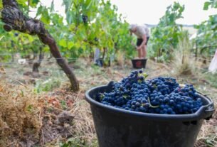 Modelo alimentar francês enfrenta crise com avanço de importações e mudanças climáticas