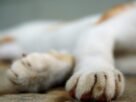 Mulher é condenada à prisão após pagar R$ 100 para matar cachorro da filha em SC
