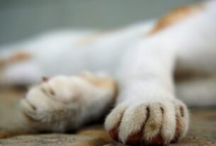 Mulher é condenada à prisão após pagar R$ 100 para matar cachorro da filha em SC
