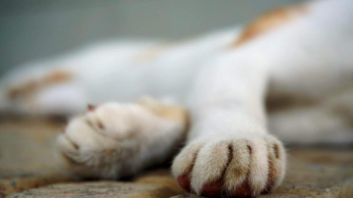 Mulher é condenada à prisão após pagar R$ 100 para matar cachorro da filha em SC