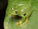Nova espécie de perereca-de-vidro é descoberta no coração do Cerrado