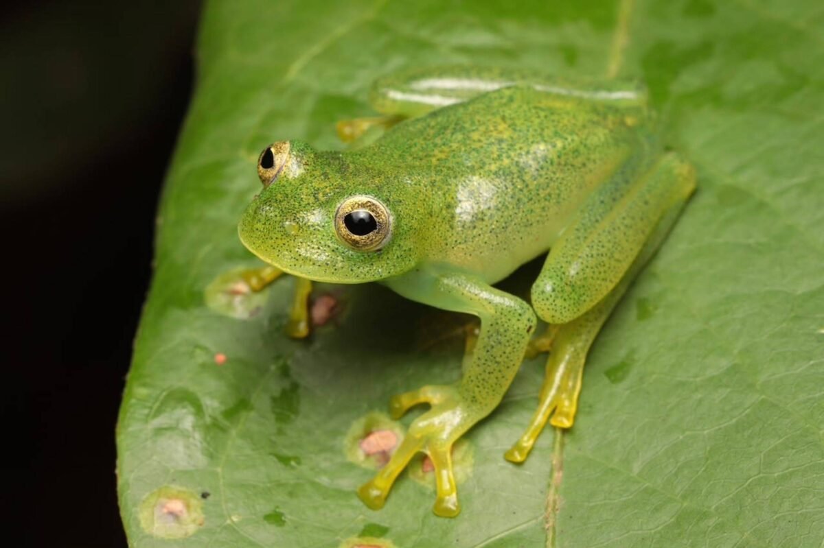 Nova espécie de perereca-de-vidro é descoberta no coração do Cerrado