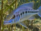 O peixe que se alimenta dos olhos de outros peixes e possui uma estratégia de caça extremamente incomum