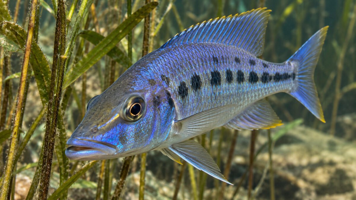 O peixe que se alimenta dos olhos de outros peixes e possui uma estratégia de caça extremamente incomum