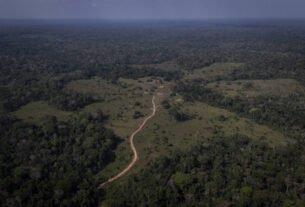O que o Brasil ganha ao desmatar menos