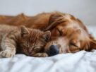 O que o sono dos pets revela sobre a saúde e o bem-estar