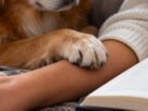 O que significa quando um cachorro coloca a pata sobre o braço do dono?