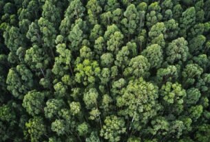 O que um engenheiro florestal pode fazer além de trabalhar com madeira?
