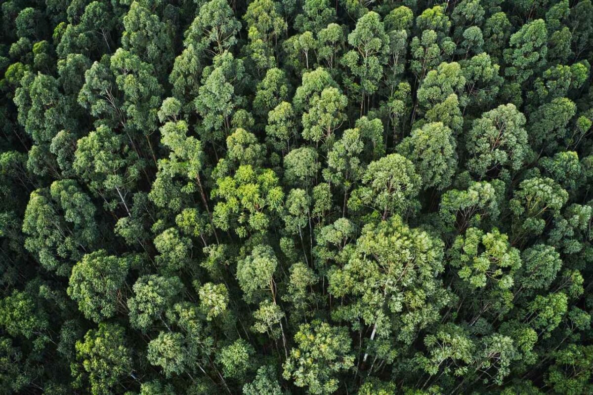 O que um engenheiro florestal pode fazer além de trabalhar com madeira?