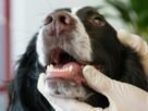 Odontologia Veterinária ganha novas diretrizes