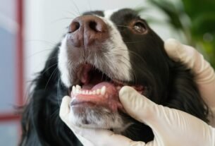 Odontologia Veterinária ganha novas diretrizes