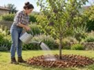 Os jardineiros concordam: “Esta é a melhor árvore frutal para ter em casa, porque não mexe na terra.”