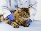 Outubro Rosa: alerta que também vale para cadelas e gatas