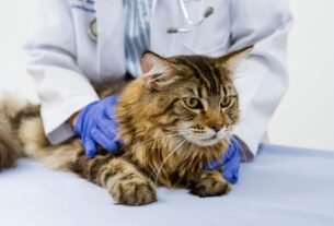 Outubro Rosa: alerta que também vale para cadelas e gatas