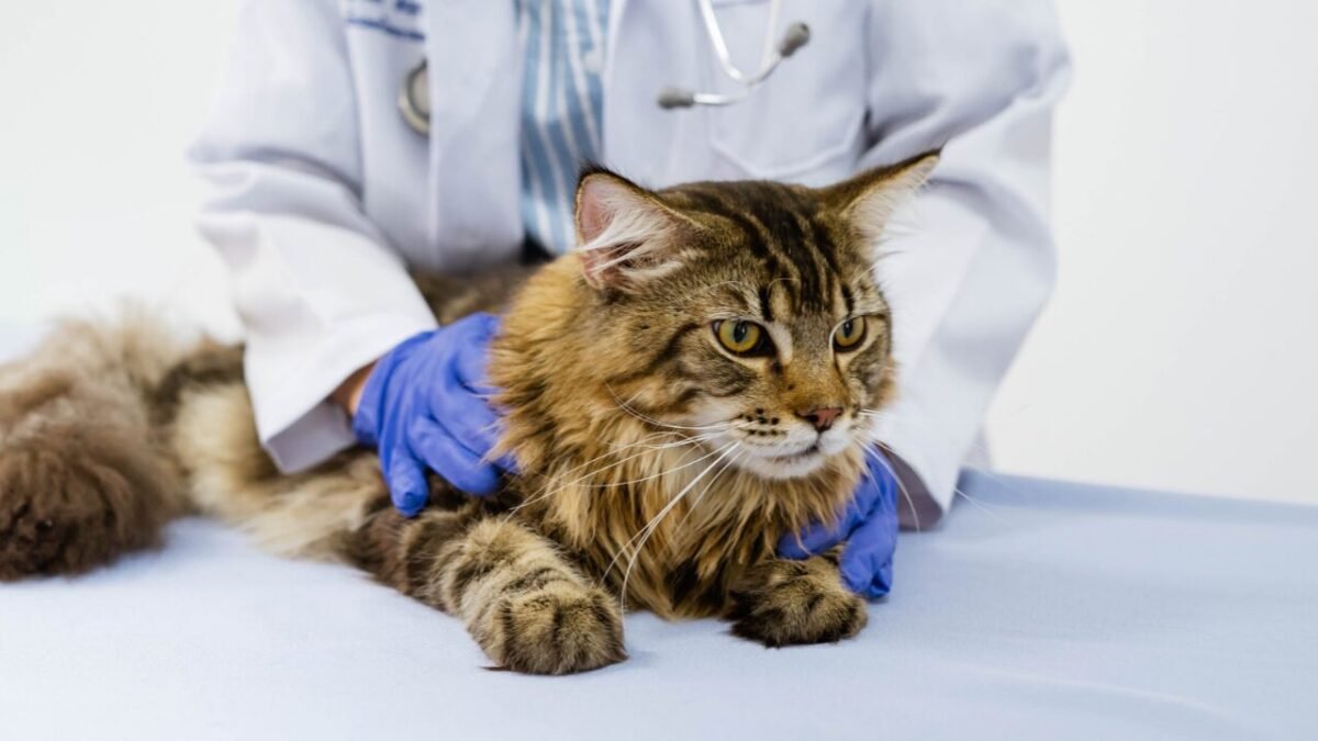 Outubro Rosa: alerta que também vale para cadelas e gatas