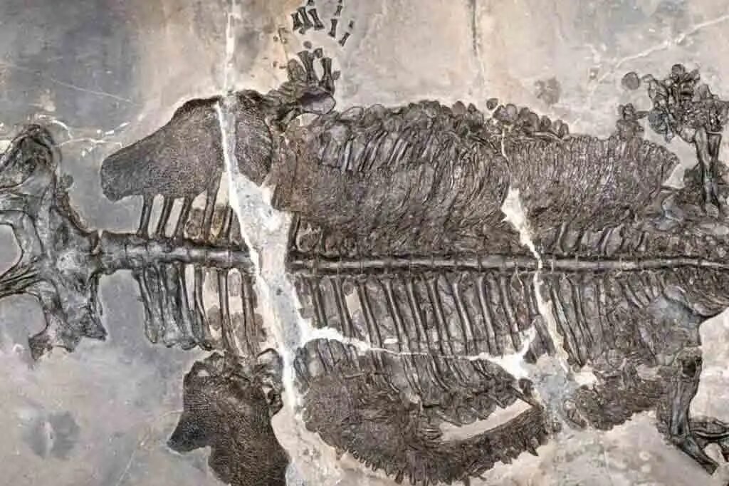 Paleontólogos descobrem o primeiro anfíbio que viveu exclusivamente no mar