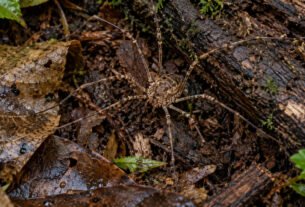Parece uma aranha perigosa, mas não é: o opilião não possui veneno e sequer consegue picar uma pessoa