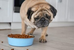 Pausa no emagrecimento: fatores invisíveis que atrapalham a perda de peso em cães