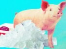 Pig kidneys that were “frozen” for a year have been brought back to life