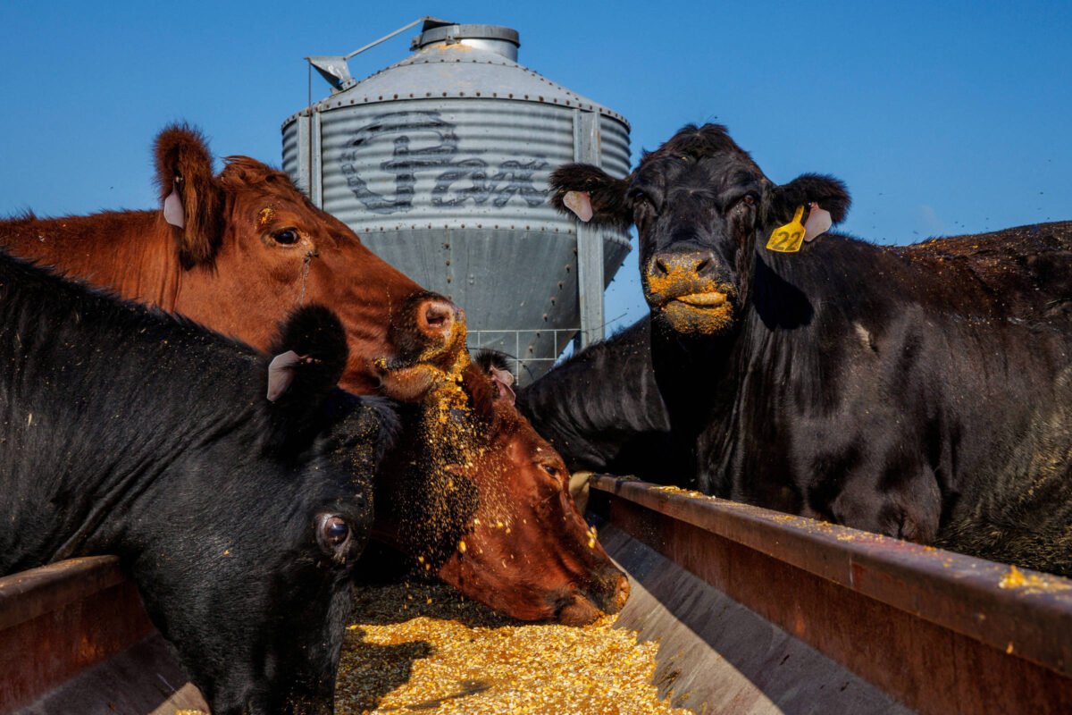 Plano de Trump para aumentar exportações de carne dos EUA fica abaixo do esperado