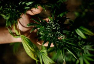Planos de saúde não são obrigados a cobrir tratamento com Cannabis medicinal, decide STJ