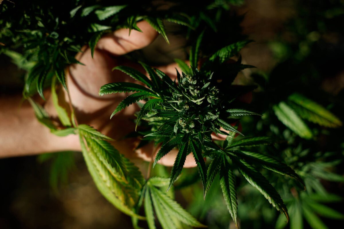 Planos de saúde não são obrigados a cobrir tratamento com Cannabis medicinal, decide STJ