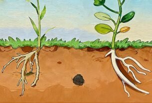 Plantas movem suas raízes para fugir de organismos podres, mostra estudo
