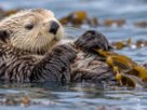 Por que algumas lontras-marinhas se enrolam em algas quando vão descansar na água?