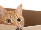 Por que alguns gatos se escondem quando chegam visitas? Entenda o comportamento