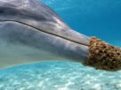 Por que alguns golfinhos carregam esponjas marinhas no focinho para procurar comida?