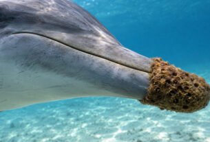 Por que alguns golfinhos carregam esponjas marinhas no focinho para procurar comida?