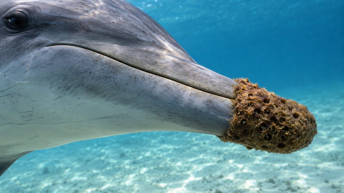 Por que alguns golfinhos carregam esponjas marinhas no focinho para procurar comida?