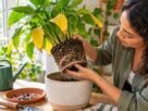 Por que as plantas ficam com folhas amarelas mesmo recebendo água?